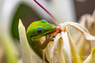 Slurp