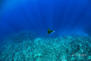 Spotted Eagle Ray