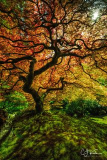 Tree of Color