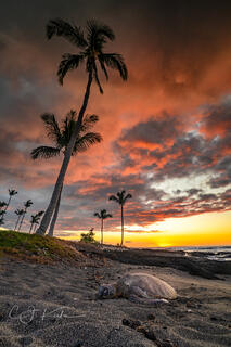 Turtle After Glow Mana Lani