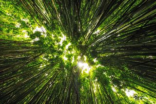 Up Thru Bamboo