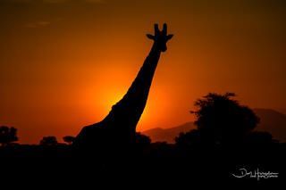 Giraffe Sunrise