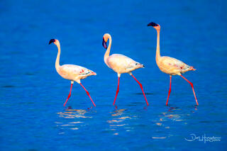 Flamingo Triple
