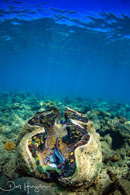 Giant Clam print