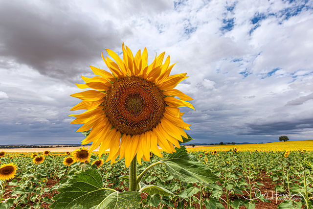 Sunflowers5 print