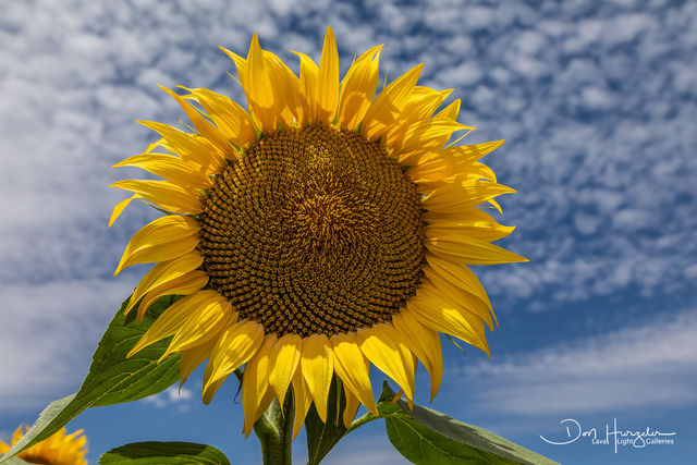 Sunflowers7 print