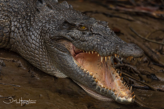 Aussie Croc print