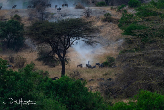 Wildebeest Racing Downhill print