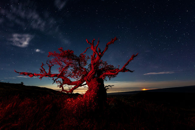 Mauna Kea Red Wood print