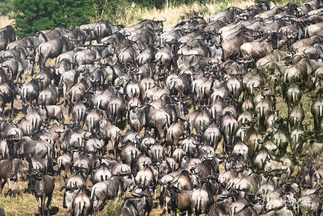 Wildebeest at the Mara River print