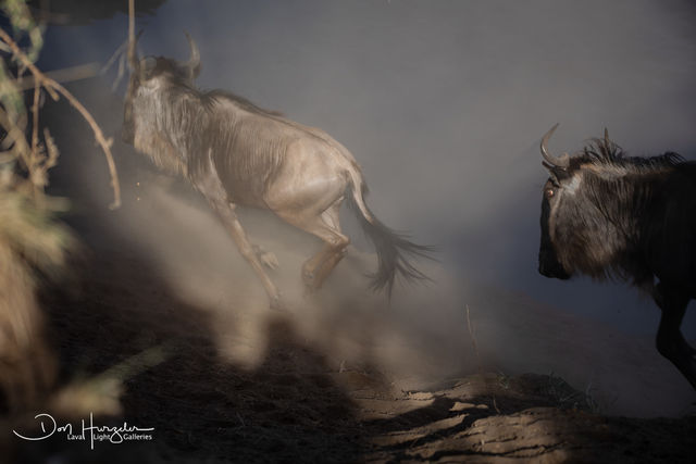 Wildebeest Stampede print