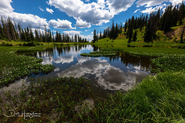 Snowy Range Meadow print