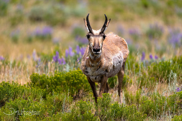 Antelope Snacktime print