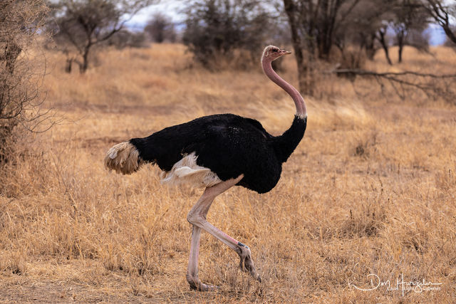 Ostrich Walk print