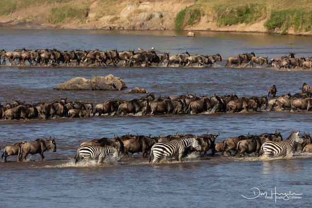 Mara River Crossing print