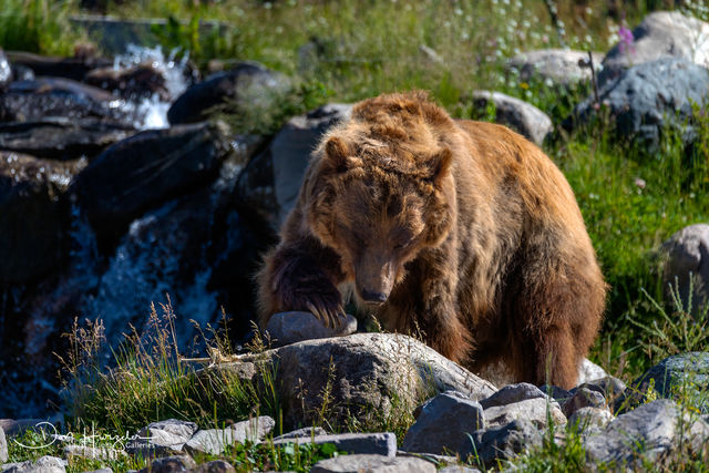 Grizzly Bear print