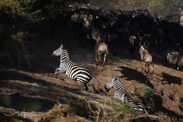 Zebra Crossing print