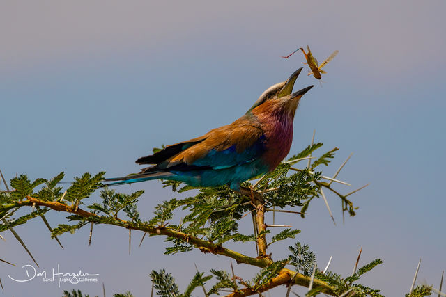 Lilac Breasted Roller and Friend print