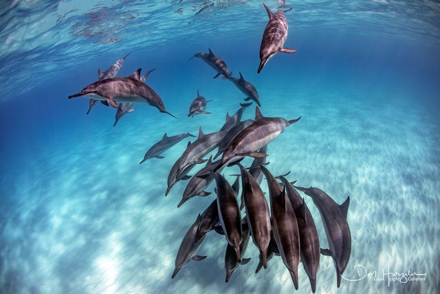 Kua Dolphin Clear print
