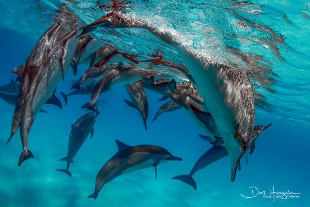 Kua Dolphin Coverup print