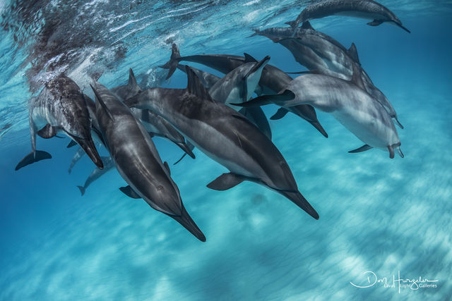 Kua Dolphin Rampage print
