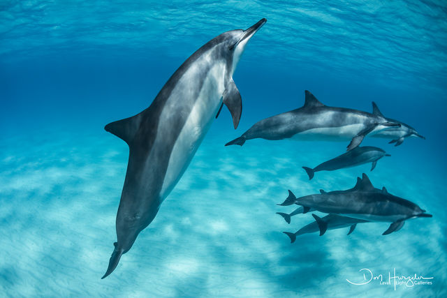 Kua Dolphin Standup print