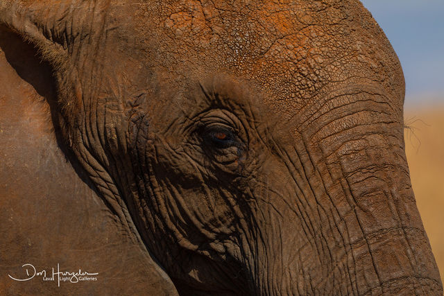 Elephant Profile print