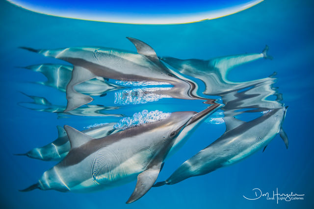 Kua Dolphin Bubbler print