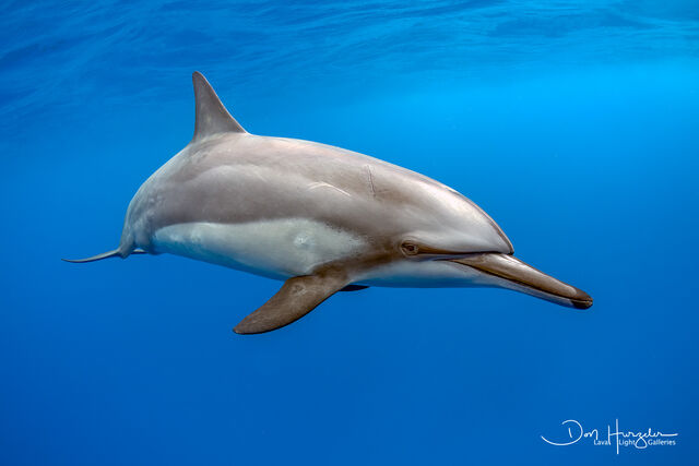 Dolphin beauty print