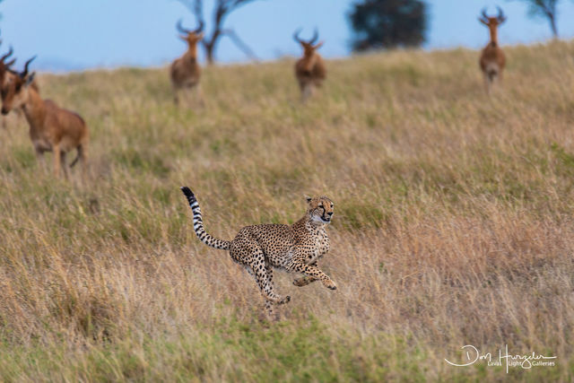 Cheetah Running for it's Life print