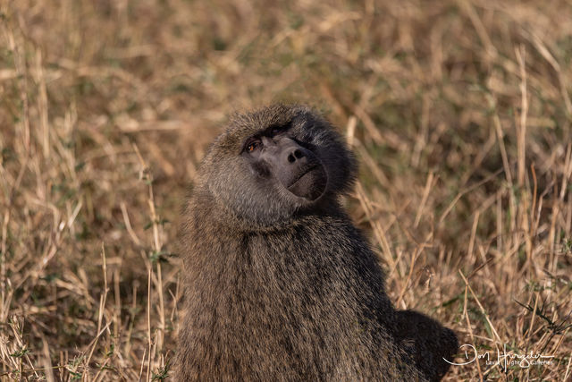 Savanna Baboon print