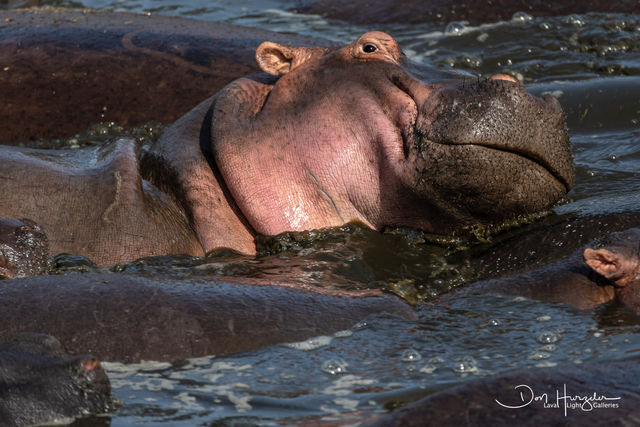 Hippo Bath print