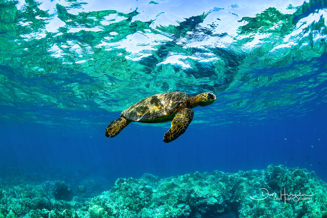 Aquatech Turtle print