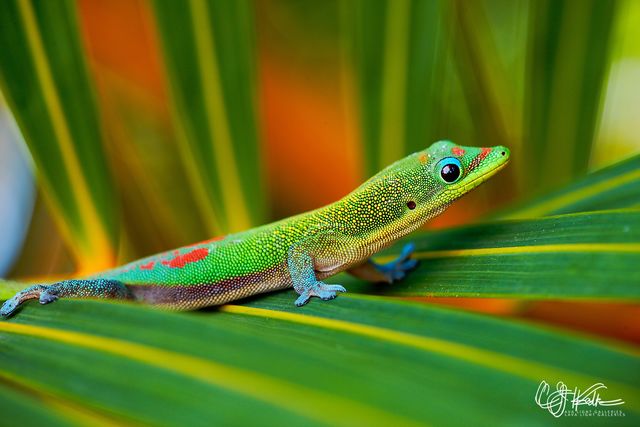 Art Gecko print