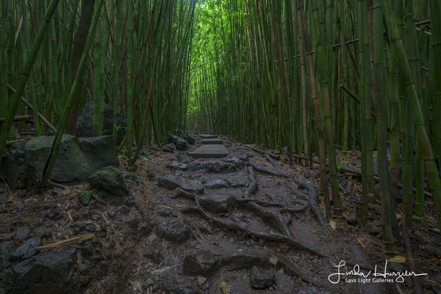 Linda's Bamboo Path print