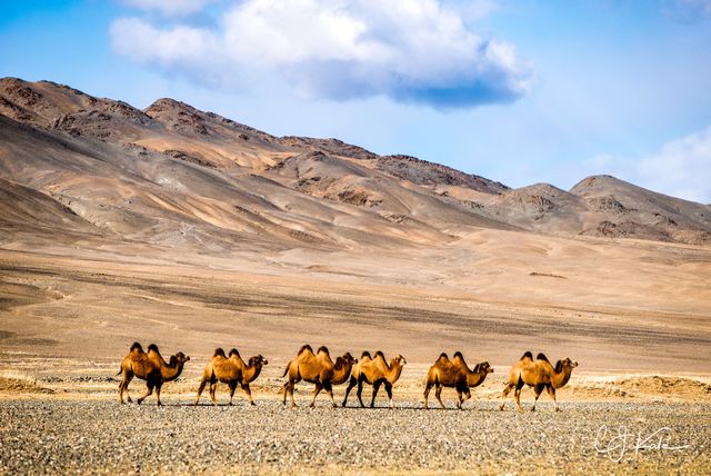 Camel Line print