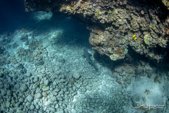 Reef white tip shark print