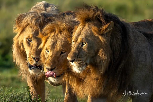 Lion Brothers print