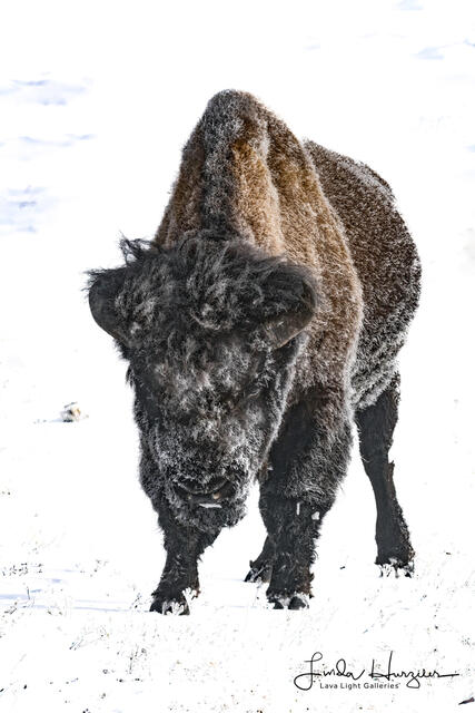 HighKeyBison print