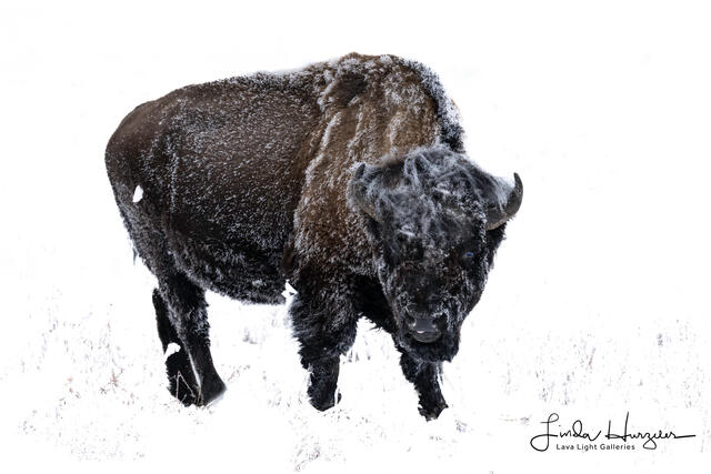 HighlightBison print