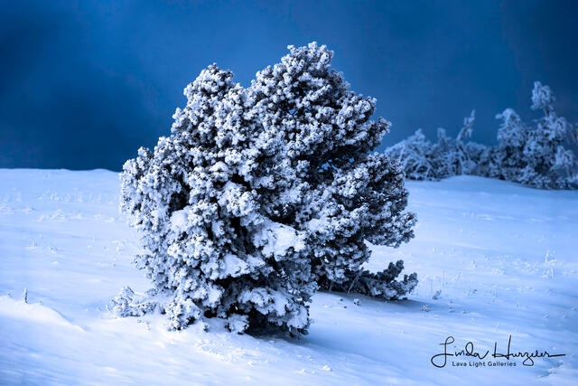 SnowCatcher print