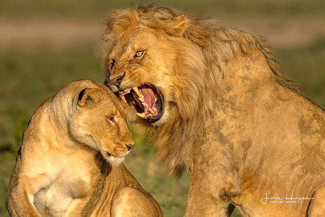 Lion Lovers print