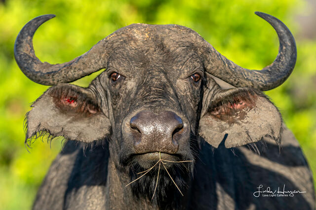Buffalo Beauty print