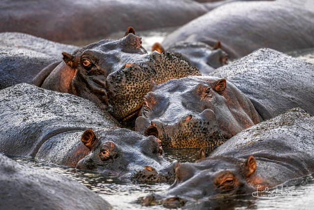 Hippo Pool Party print