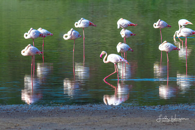 Flamingo Reflections print