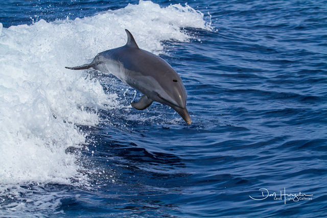 Dolphin Launch print