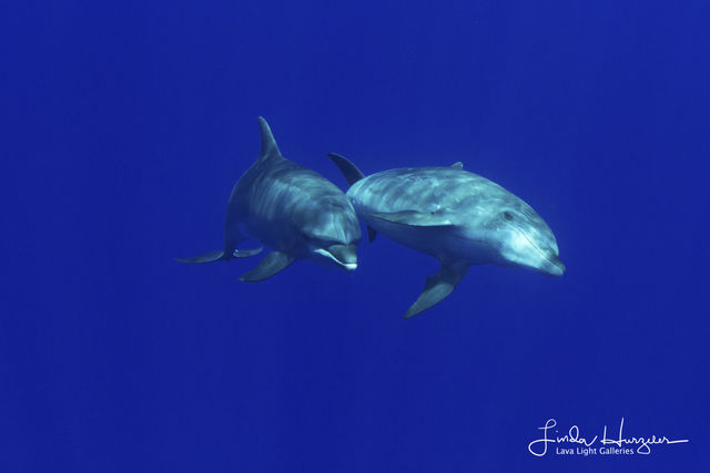 Dolphin Pair print