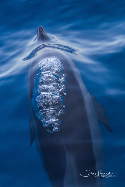 Dolphin Bubbler print