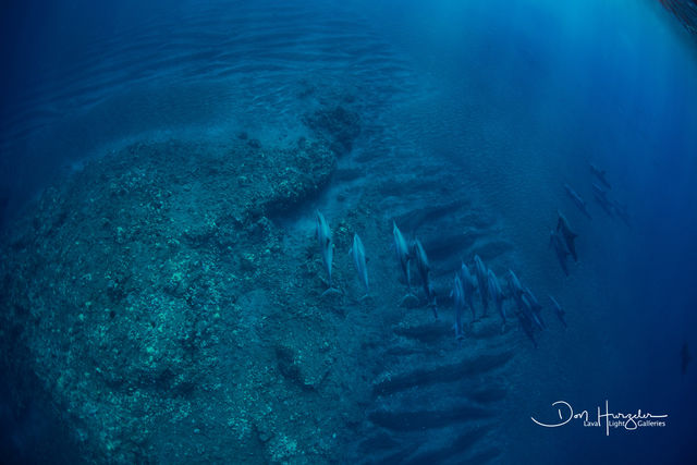 Dolphin Pass print