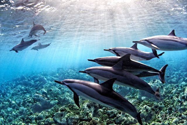 Dolphins in the Light print